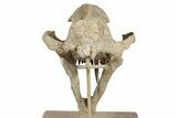 False Saber-Toothed Cat (Dinictis) Skull - South Dakota #236996-4